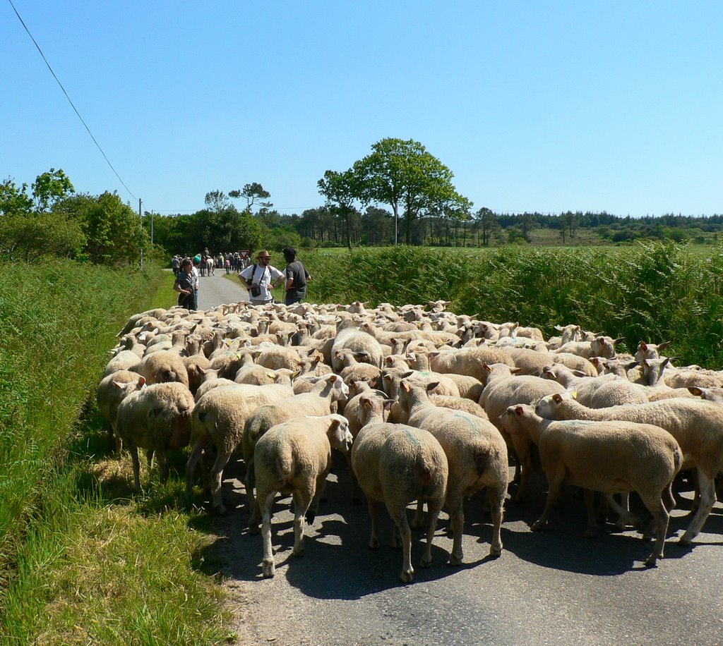 Fête de la transhumance