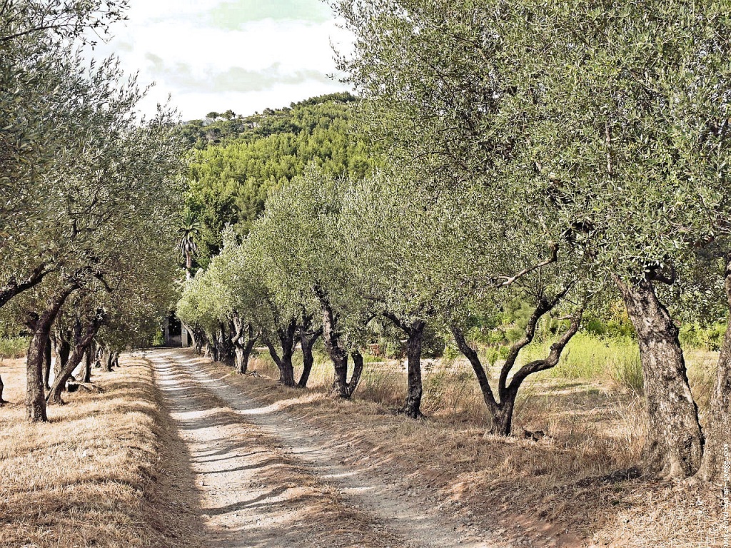 Le Ban des olivades