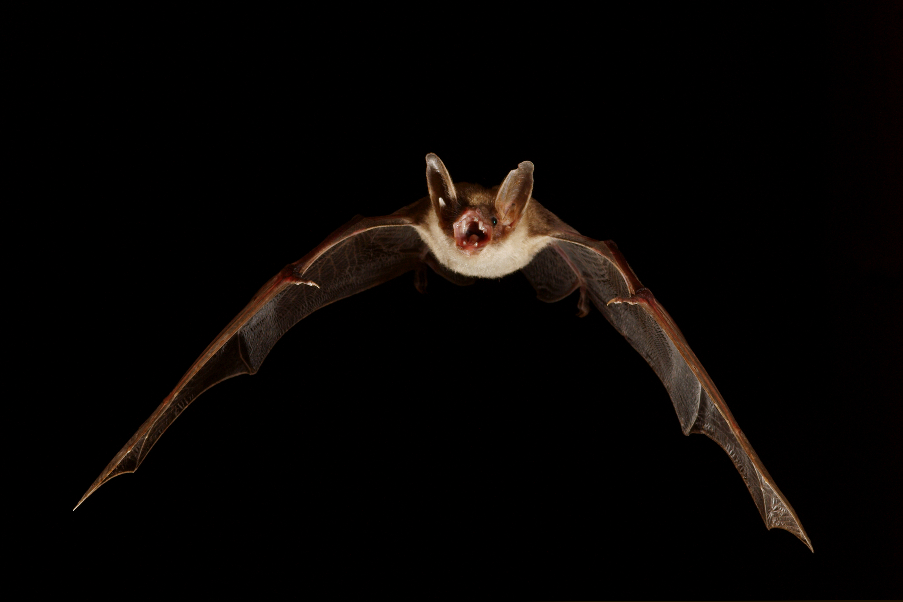 La chauve-souris à l’honneur à Mallefougasse